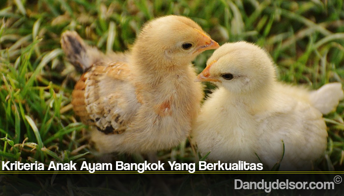 Kriteria Anak Ayam Bangkok Yang Berkualitas
